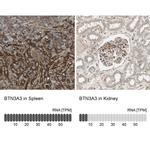 BTN3A3 Antibody