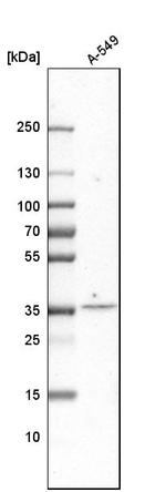 TSKU Antibody in Western Blot (WB)