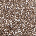 FAM110B Antibody in Immunohistochemistry (Paraffin) (IHC (P))