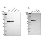 FAM98B Antibody in Western Blot (WB)