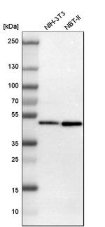 FAM98B Antibody in Western Blot (WB)