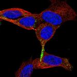 Chromogranin B Antibody in Immunocytochemistry (ICC/IF)