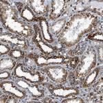 DHODH Antibody in Immunohistochemistry (Paraffin) (IHC (P))