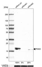 PNKD Antibody