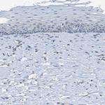 KIAA1024 Antibody in Immunohistochemistry (Paraffin) (IHC (P))