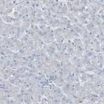 KIAA1024 Antibody in Immunohistochemistry (Paraffin) (IHC (P))