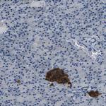 FAM159B Antibody in Immunohistochemistry (Paraffin) (IHC (P))