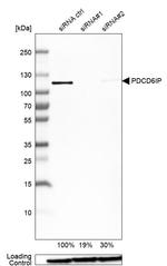 Alix Antibody