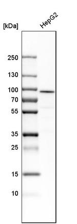 ALDH18A1 Antibody in Western Blot (WB)