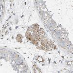 TOR1B Antibody in Immunohistochemistry (IHC)