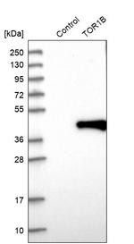 TOR1B Antibody in Western Blot (WB)