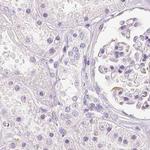 NECAB2 Antibody in Immunohistochemistry (IHC)