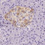 NECAB2 Antibody in Immunohistochemistry (IHC)