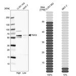 TMX3 Antibody