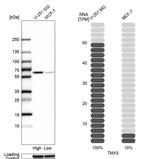 TMX3 Antibody in Western Blot (WB)