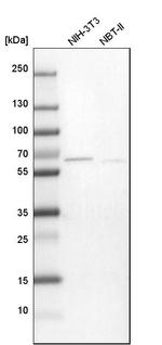 TMX3 Antibody in Western Blot (WB)