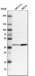 CALHM2 Antibody in Western Blot (WB)