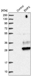 EMP2 Antibody in Western Blot (WB)