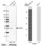 CYBRD1 Antibody in Western Blot (WB)