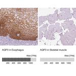 Aquaporin 3 Antibody