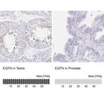 EQTN Antibody in Immunohistochemistry (IHC)