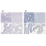 EQTN Antibody in Immunohistochemistry (IHC)