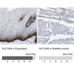 SLC10A6 Antibody in Immunohistochemistry (IHC)