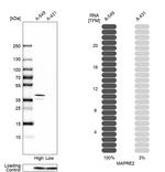 MAPRE2 Antibody