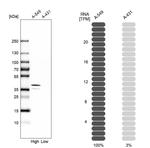 MAPRE2 Antibody in Western Blot (WB)