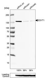 FAM62A Antibody in Western Blot (WB)