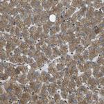 USP30 Antibody in Immunohistochemistry (IHC)