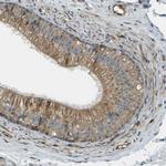 LRP12 Antibody in Immunohistochemistry (Paraffin) (IHC (P))