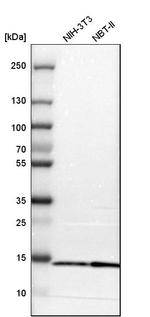 FIS1 Antibody in Western Blot (WB)