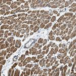 CHST15 Antibody in Immunohistochemistry (Paraffin) (IHC (P))