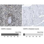 OGFR Antibody in Immunohistochemistry (IHC)