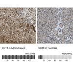 TCP-1 theta Antibody in Immunohistochemistry (IHC)
