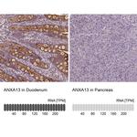 Annexin A13 Antibody