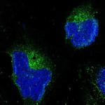 HAPLN1 Antibody in Immunocytochemistry (ICC/IF)