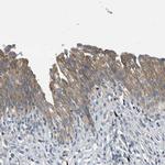 TMEM68 Antibody in Immunohistochemistry (IHC)