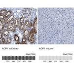 Aquaporin 1 Antibody