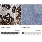 GDA Antibody