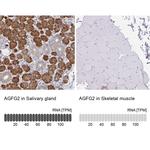 AGFG2 Antibody