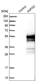 AGFG2 Antibody in Western Blot (WB)