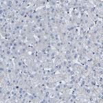 LAMTOR4 Antibody in Immunohistochemistry (Paraffin) (IHC (P))