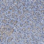 LAMTOR4 Antibody in Immunohistochemistry (IHC)