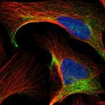 TCP-1 theta Antibody in Immunocytochemistry (ICC/IF)