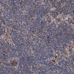 PFAS Antibody in Immunohistochemistry (IHC)