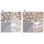 RNMTL1 Antibody in Immunohistochemistry (IHC)