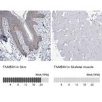 FAM83H Antibody