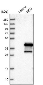 GEM Antibody in Western Blot (WB)